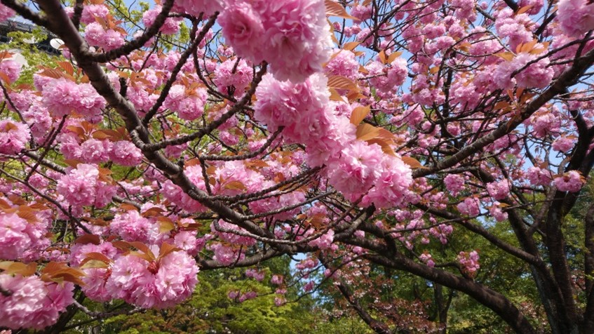 あなたを花にたとえると？